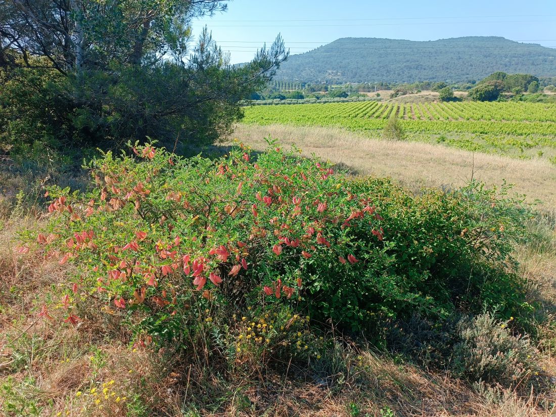 refuge lpo piboulon c aurelie johanet 8