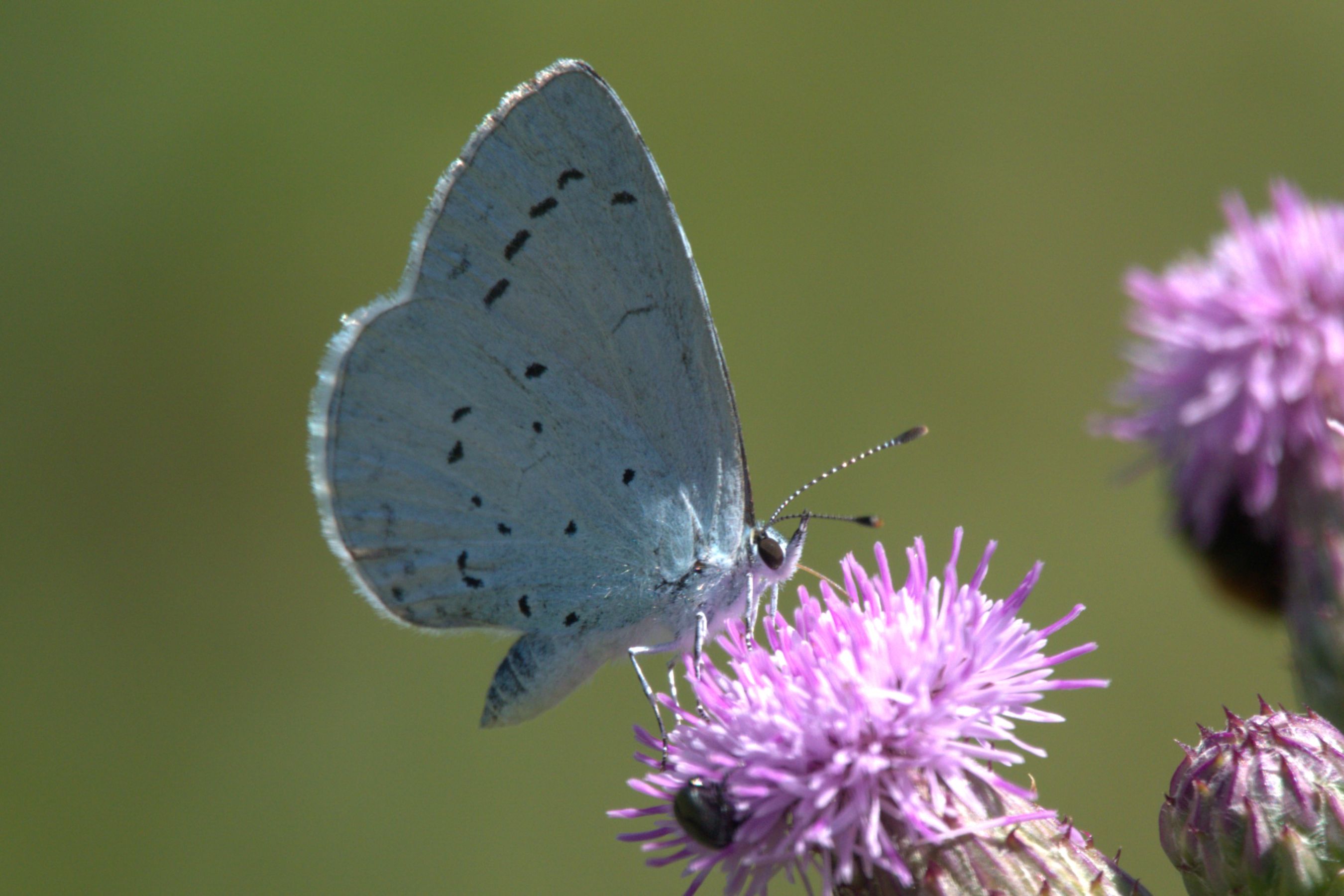 refuge lpo valabre azure des nerpruns c jean claude desmoulin 2