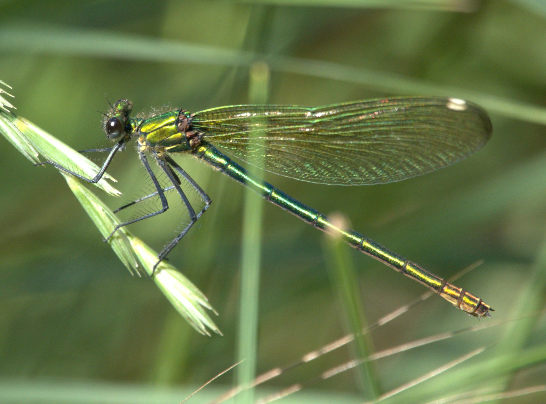 refuge lpo valabre calopteryx eclatant c jean claude desmoulin 4