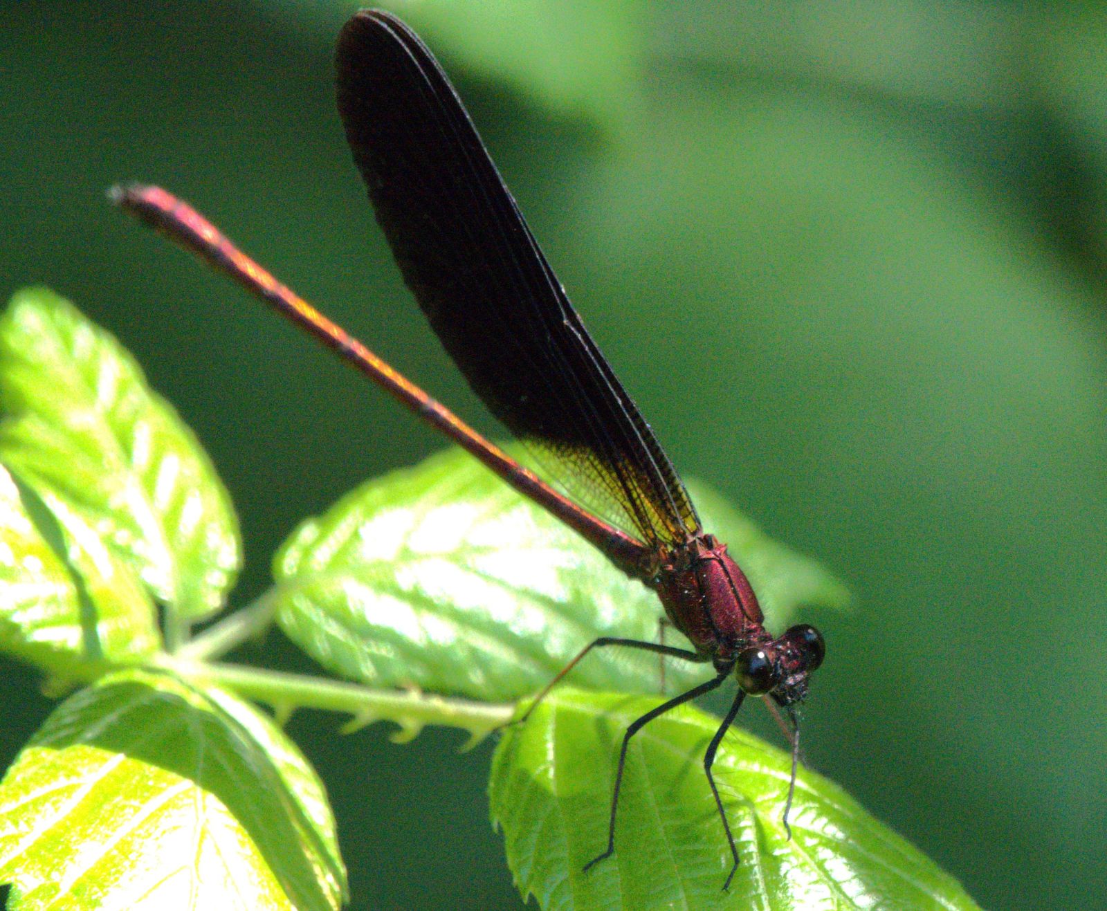 refuge lpo valabre calopteryx hemorroidal c jean claude desmoulin 8