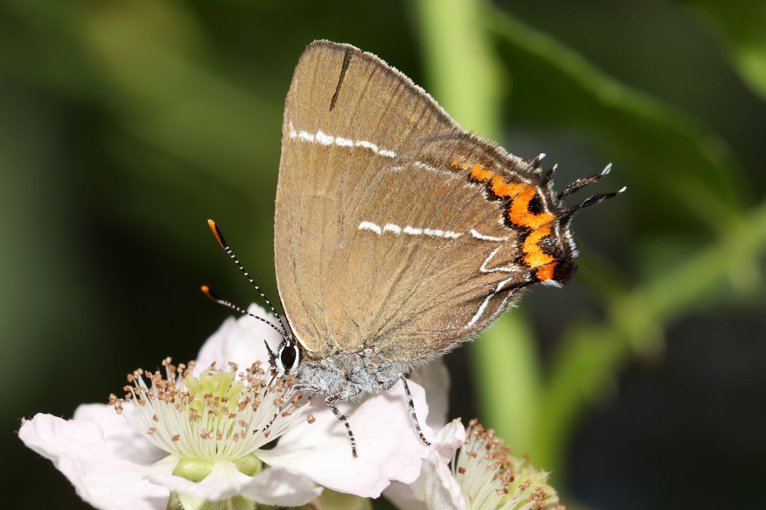 Thécla de l'Orme © Marion Fouchard