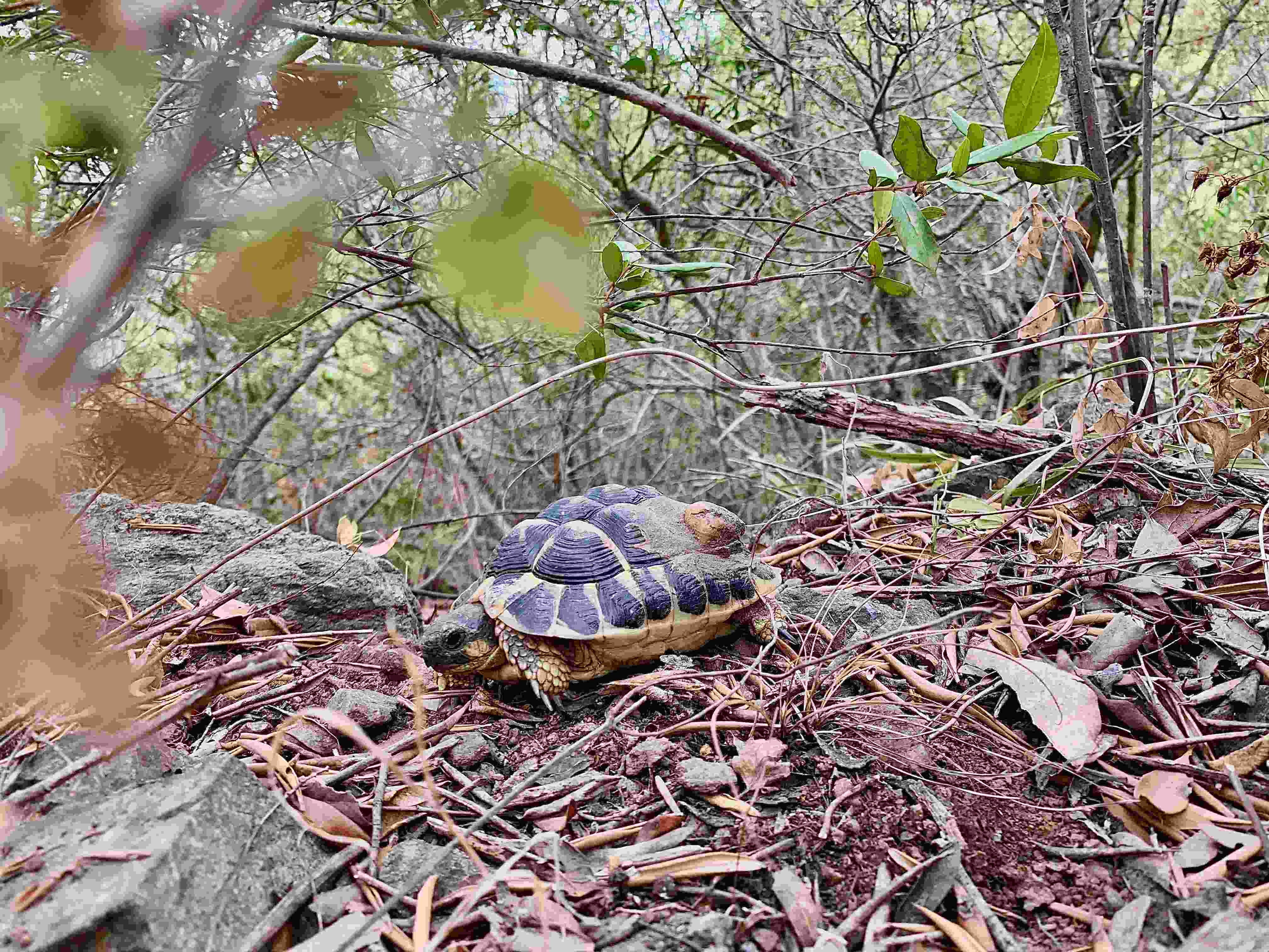 Tortue d'Hermann subadulte © Leslie Bonneront