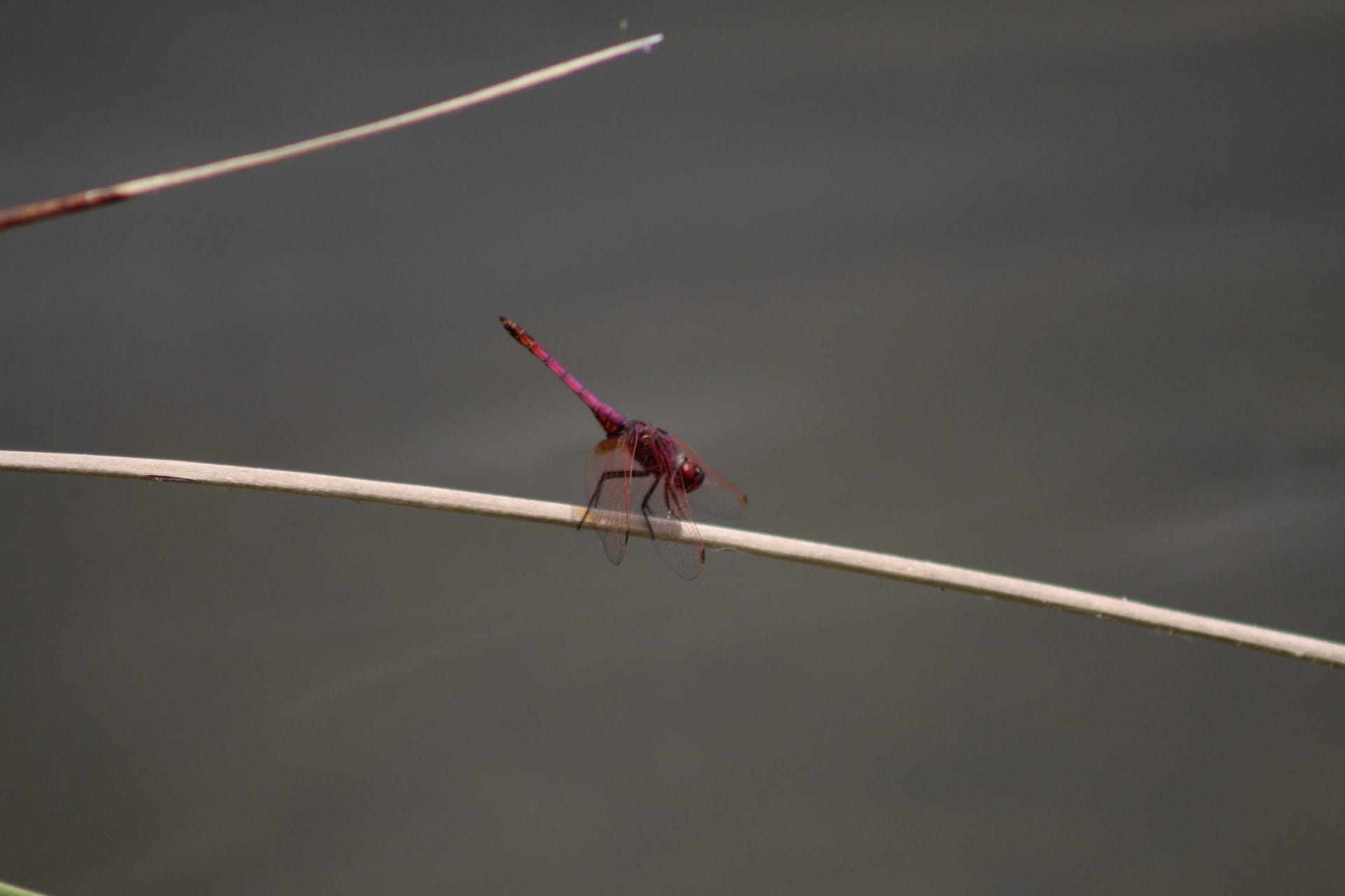 Trithémis pourpré (Trithemis annulata) © Benjamin Grosso