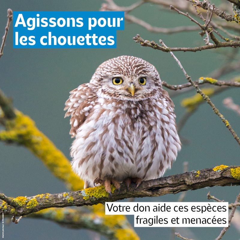 Financement participatif : "Une chouette, un village"