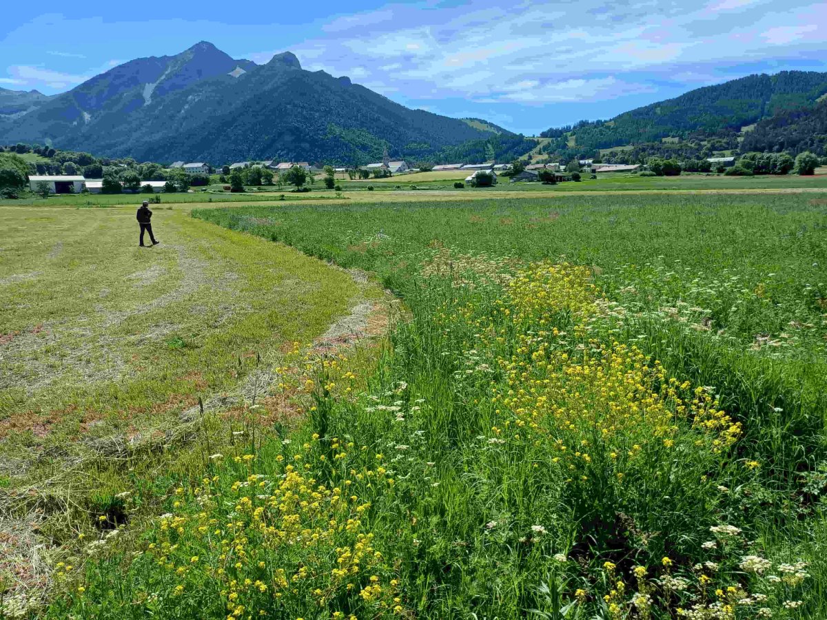 Prairies favorables au Râle des genêts @ LPO PACA Prairies favorables au Râle des genêts @ LPO PACA