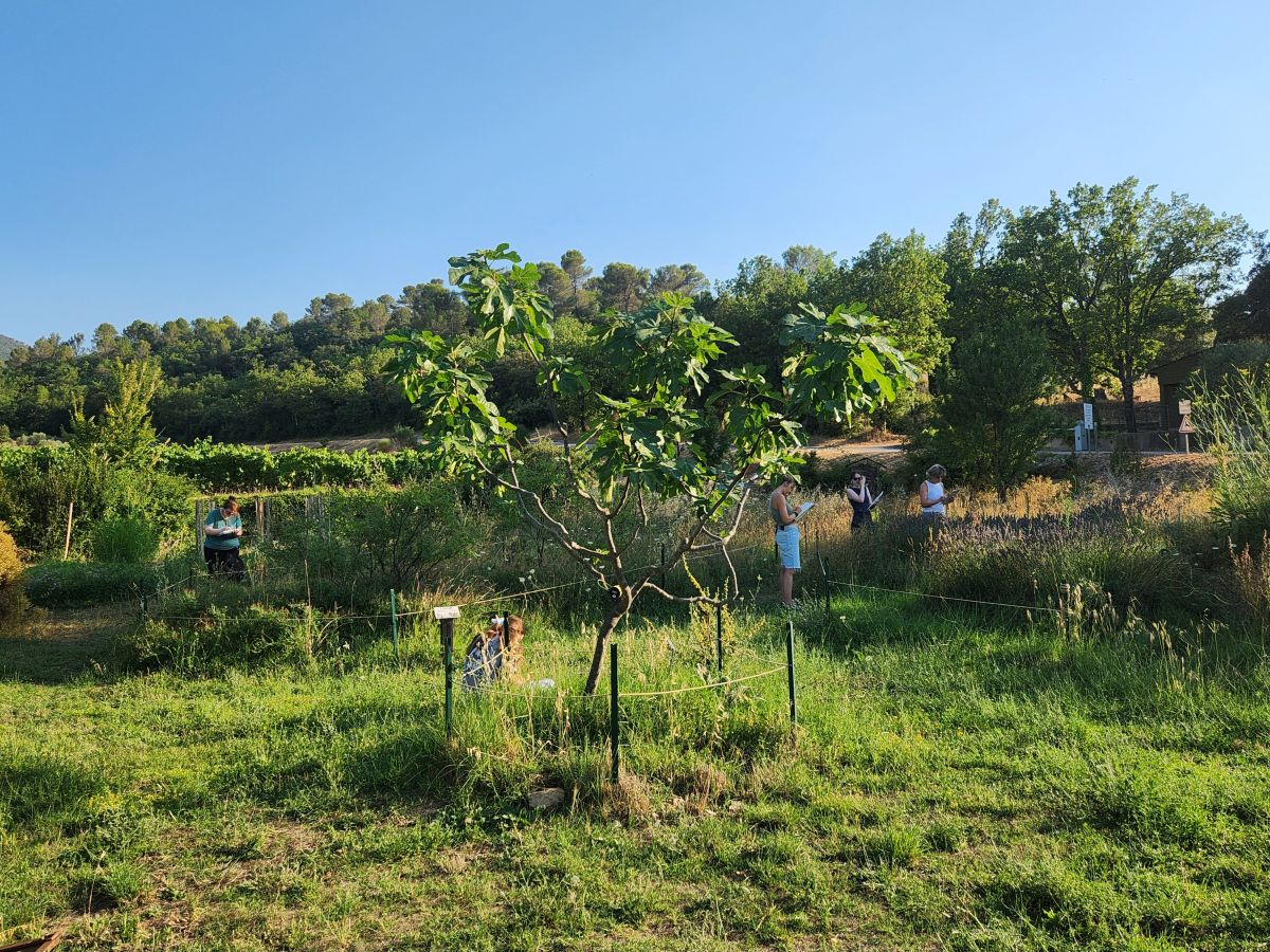 Atelier d'initiation au dessin naturaliste au Jardin à papillons de l'Escarelle © LPO PACA - Marie Boetti