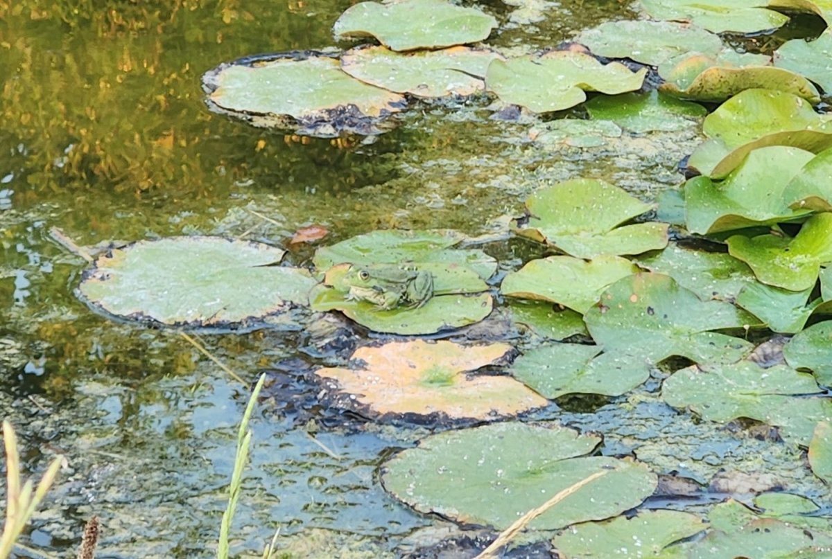 Atelier d'initiation au dessin naturaliste au Jardin à papillons de l'Escarelle © LPO PACA - Marie Boetti