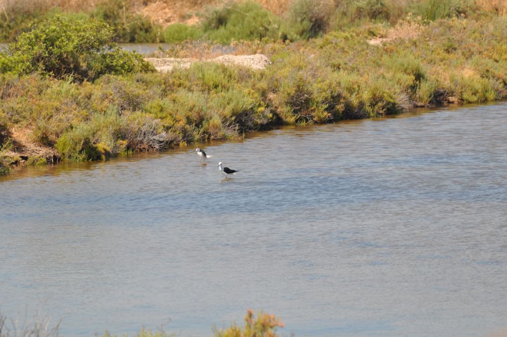 Hyeres salins ceser © Ivan COSTE-MANIERE