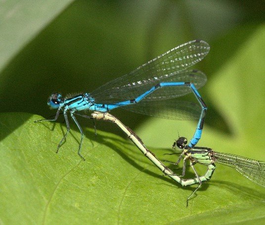 Agrion jouvencelle (coenagrion puella) © Gilles Viricel