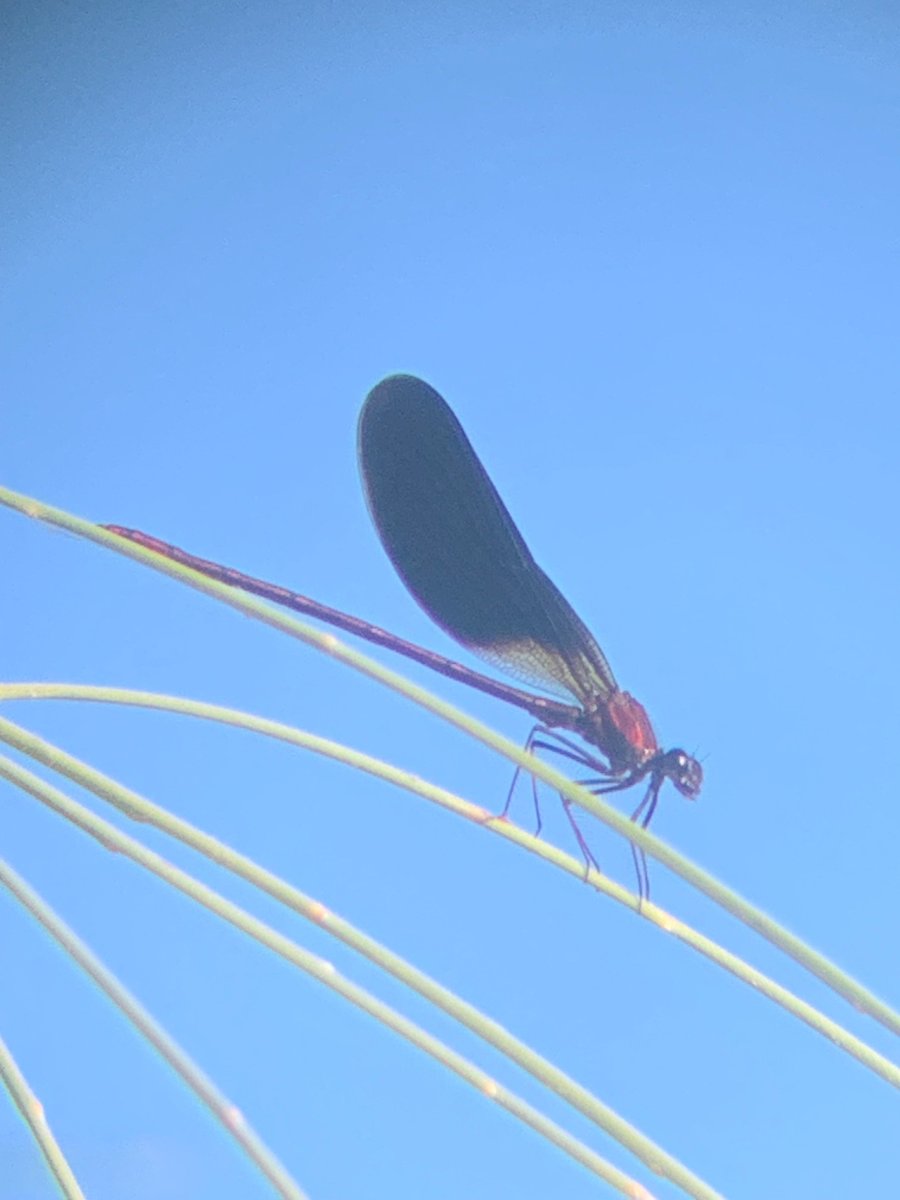 Caloptéryx hémorroïdal (Calopteryx haemorrhoidalis) © Leslie Bonneront Caloptéryx hémorroïdal (Calopteryx haemorrhoidalis) © Leslie Bonneront