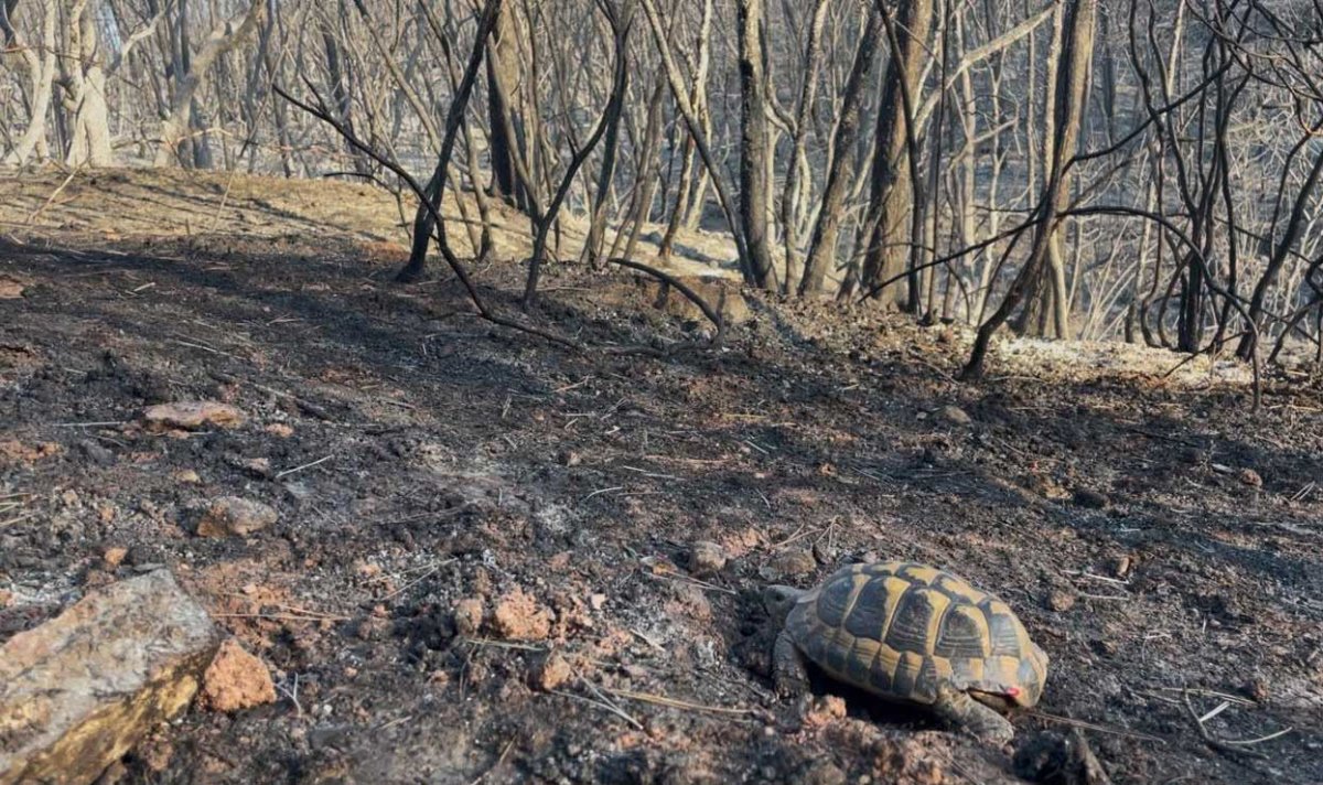 Tortue d'Hermann dans une forêt incendiée en 2026 © Tristan Wojciechoski
