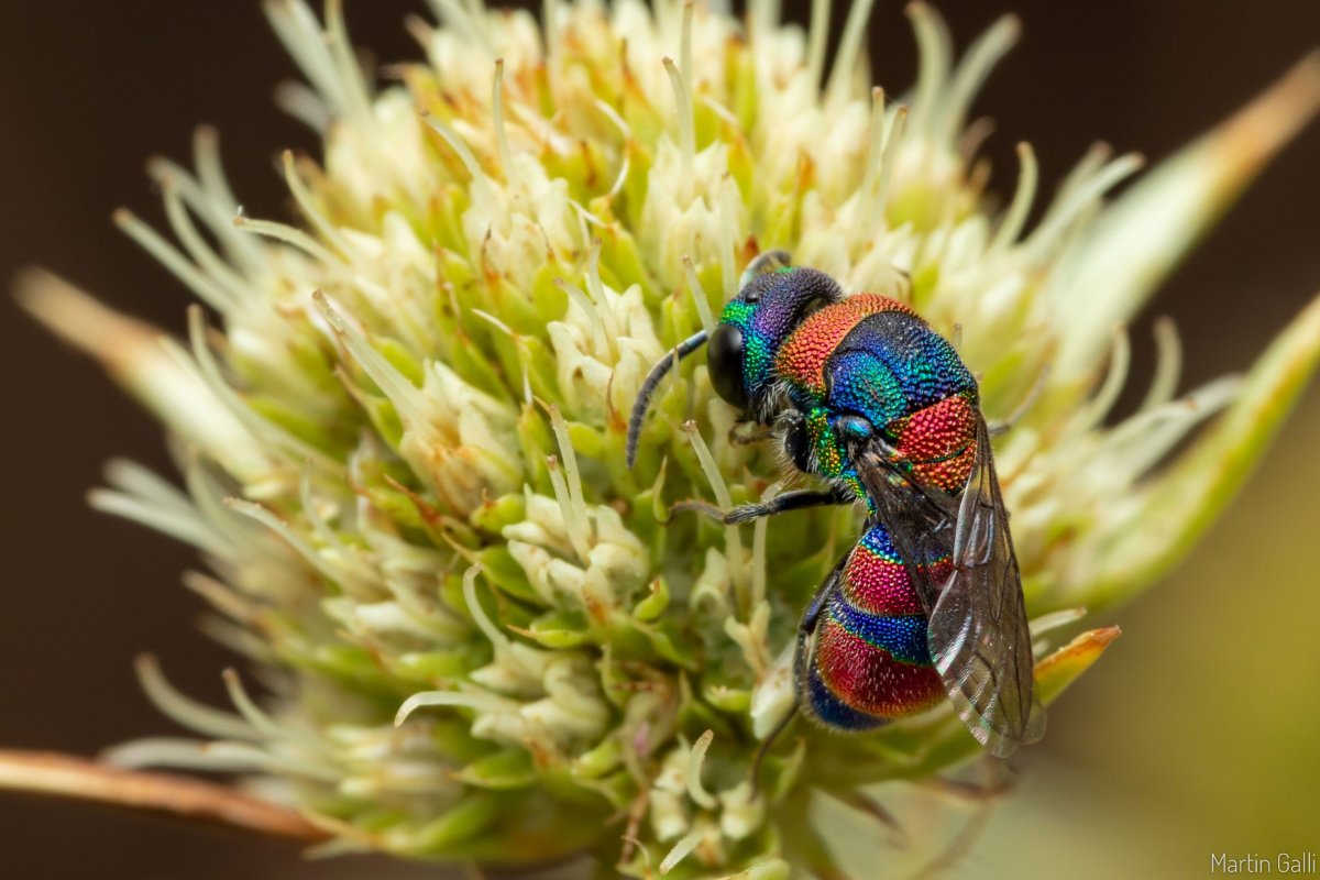 chrysis semicincta reduit martin galli