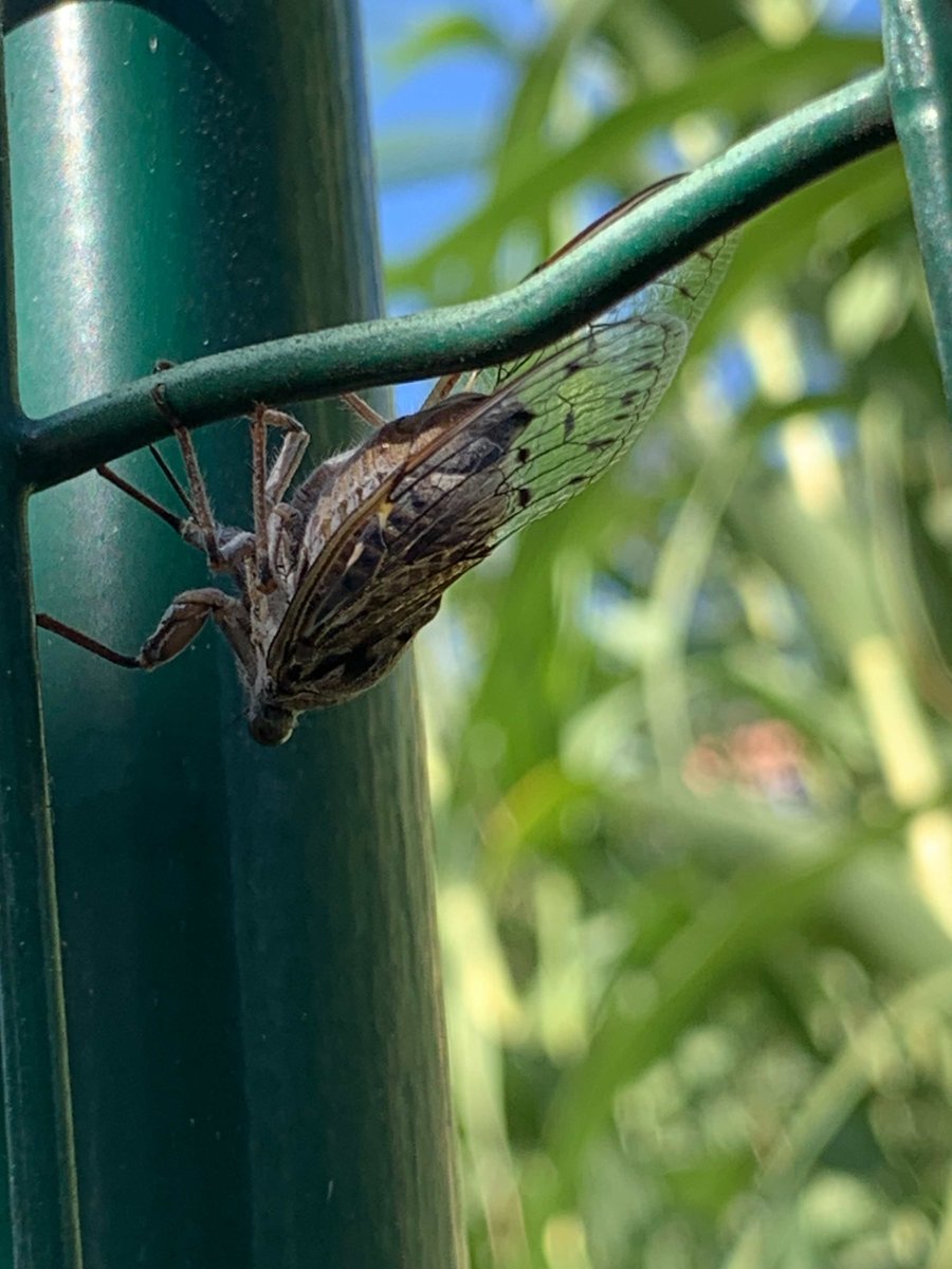 Cigale grise (Cicada orni) © Leslie Bonneront Cigale grise (Cicada orni) © Leslie Bonneront