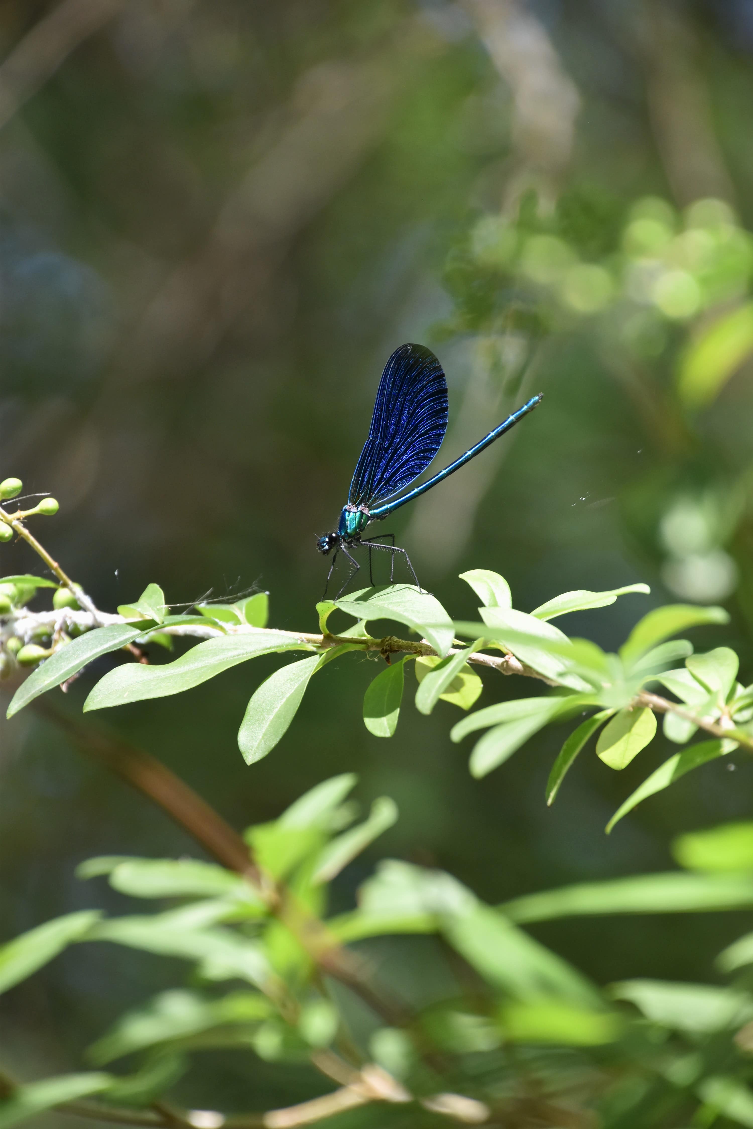 Calopteryx méridional, Calopteryx virgo meridionalis© Calopteryx méridional, Calopteryx virgo meridionalis©