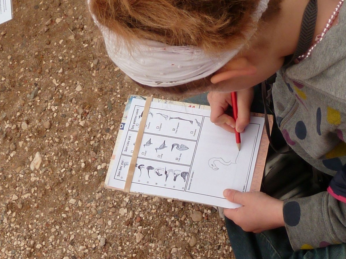 Fiche d'activité sur les oiseaux - LPO PACA