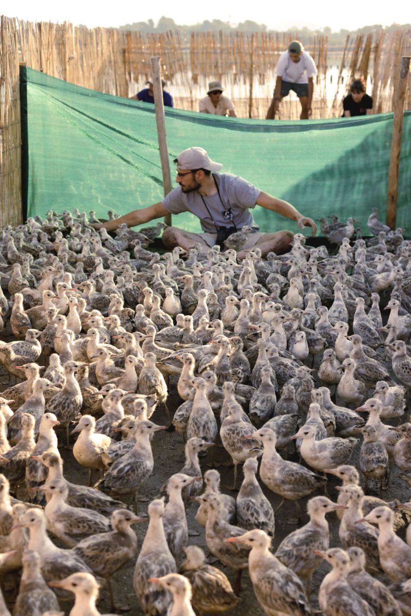 Surveillance des poussins © Stéphanie Davilma