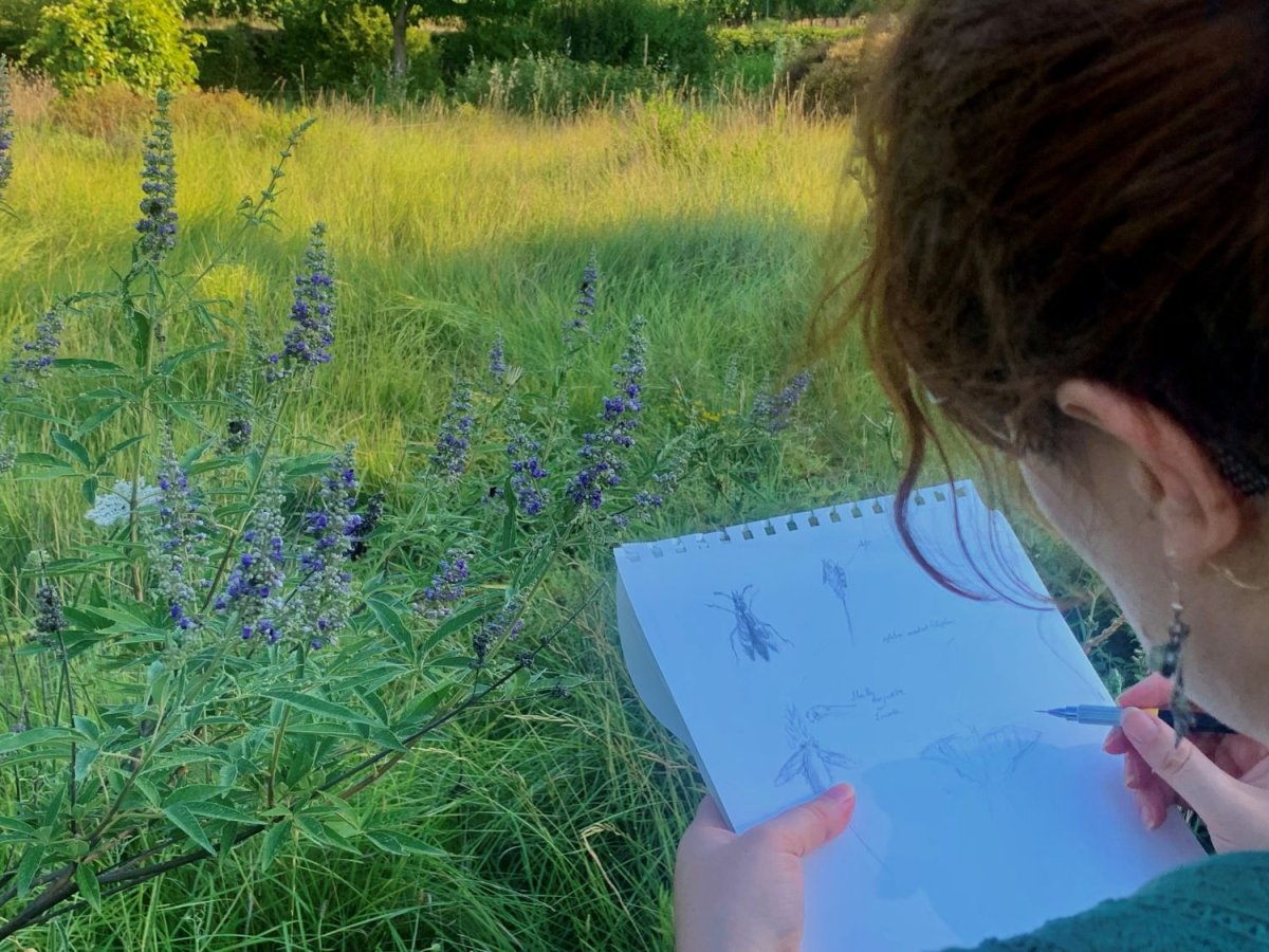 Atelier d'initiation au dessin naturaliste au Jardin à papillons de l'Escarelle © LPO PACA - Leslie Bonneront