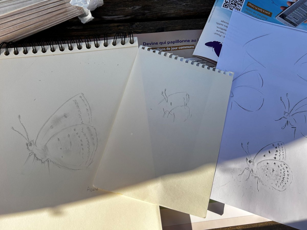 Atelier d'initiation au dessin naturaliste au Jardin à papillons de l'Escarelle © LPO PACA - Emma Demeaux