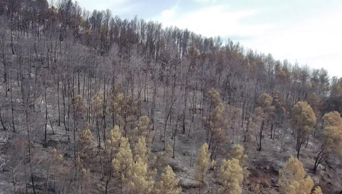 Une forêt incendiée en 2026 © Tristan Wojciechoski