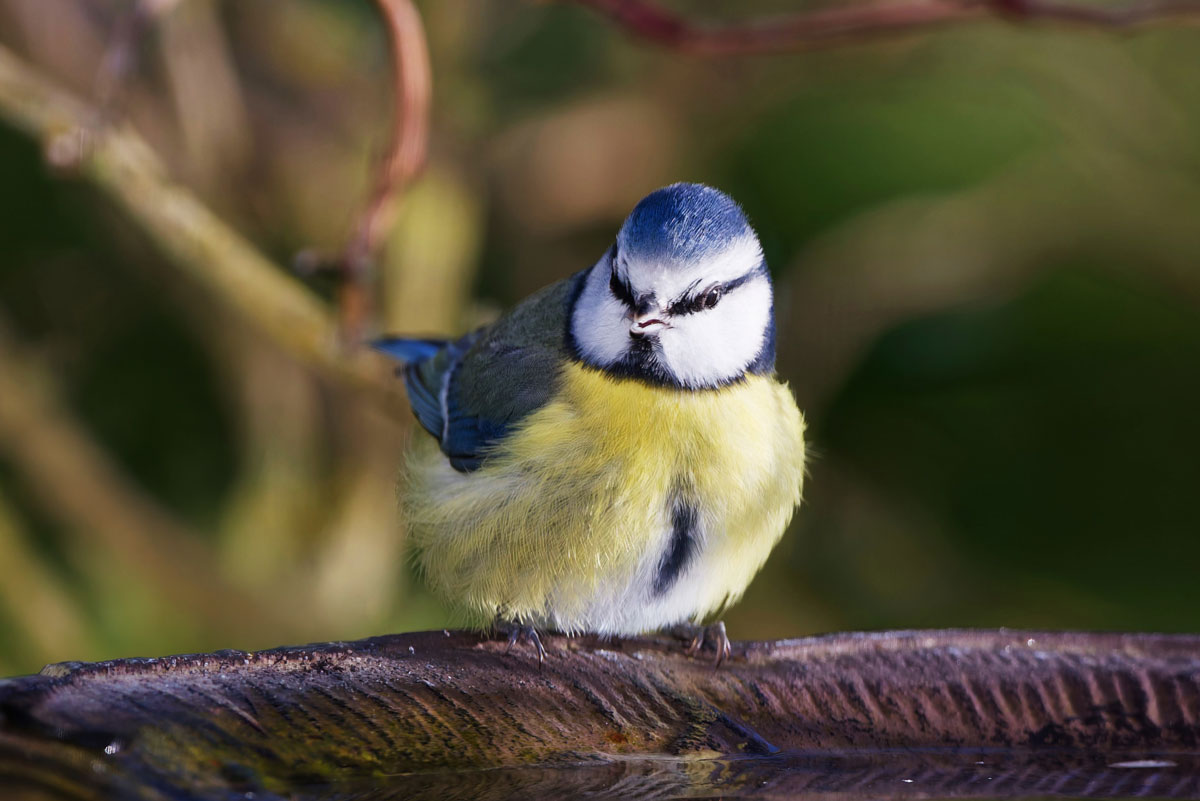 Mésange bleue - Franck LUCE - pexels.com