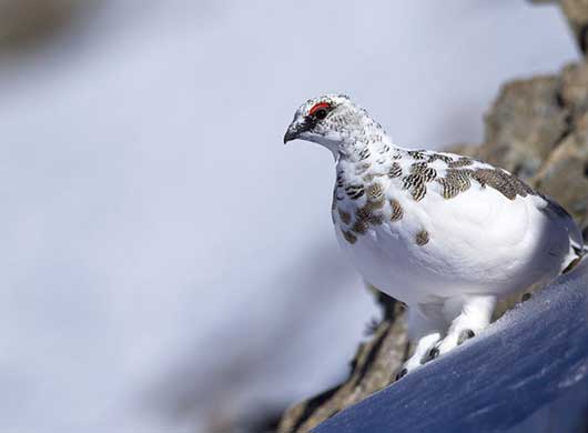 Lagopède Alpin © Robert Balestra