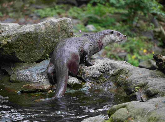 Loutre d'Europe - Thomas Grube