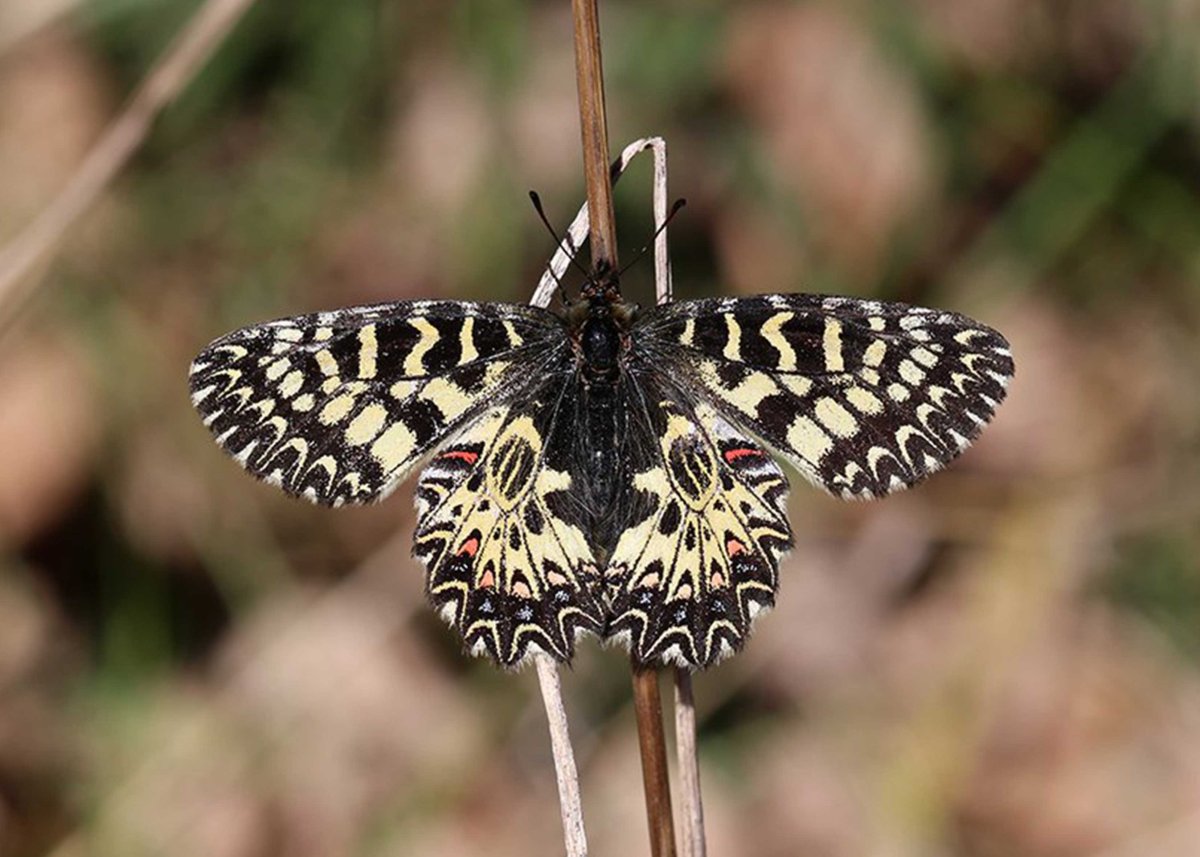 Diane (Zerynthia polyxena) © Marion Fouchard