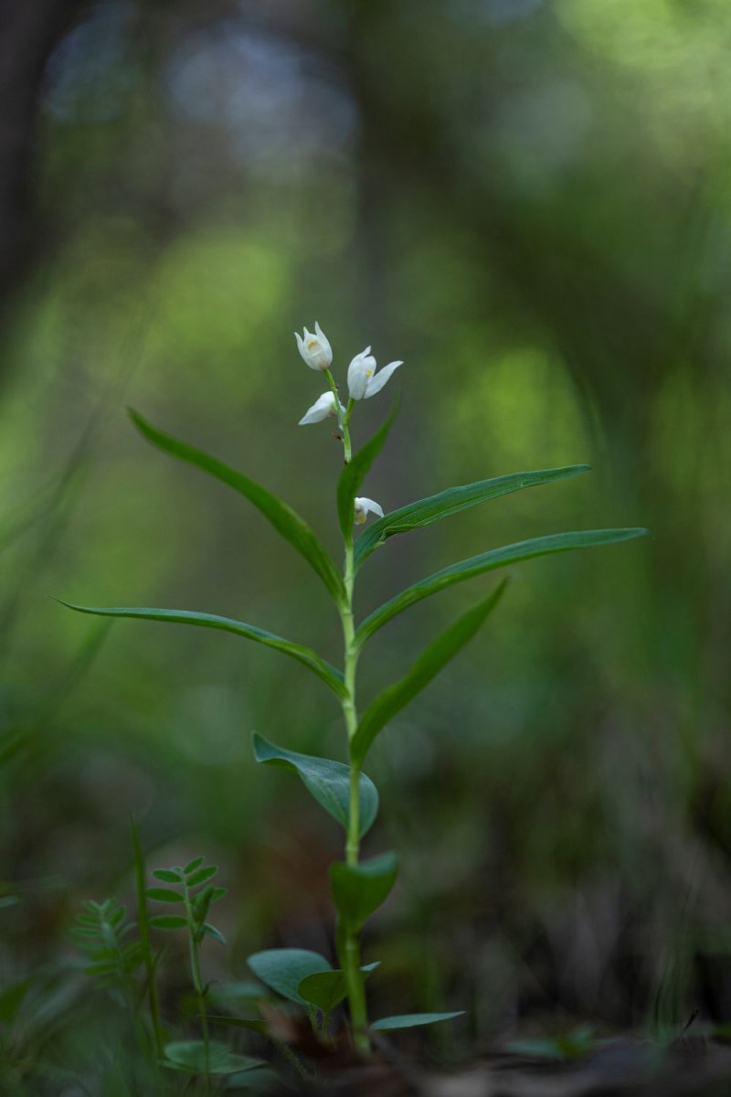 Céphalanthère à longues feuilles © Lou Vandaele