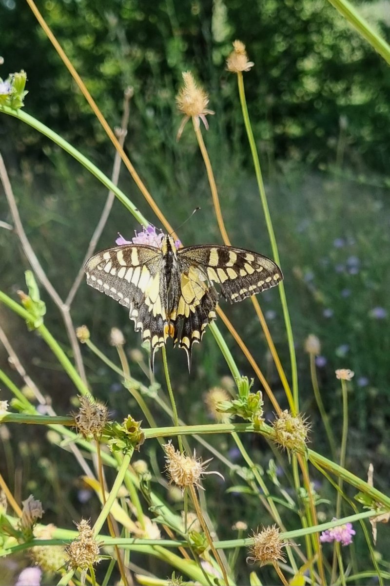 Machaon © LPO PACA