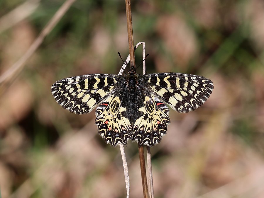 Diane (Zerynthia  polyxena) © Marion Fouchard