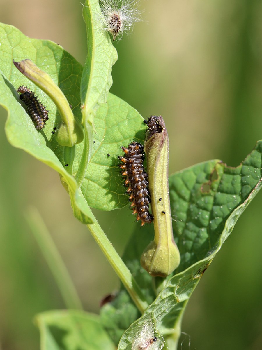 Chenille de Diane aux étangs de Sauvebonne © Marion Fouchard