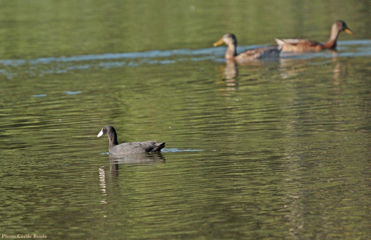 Foulque macroule au Lac des Salettes © Cécile Boule