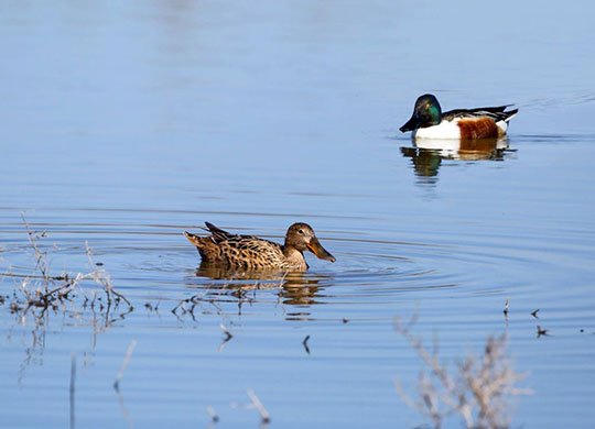 Canards souchets © André SIMON