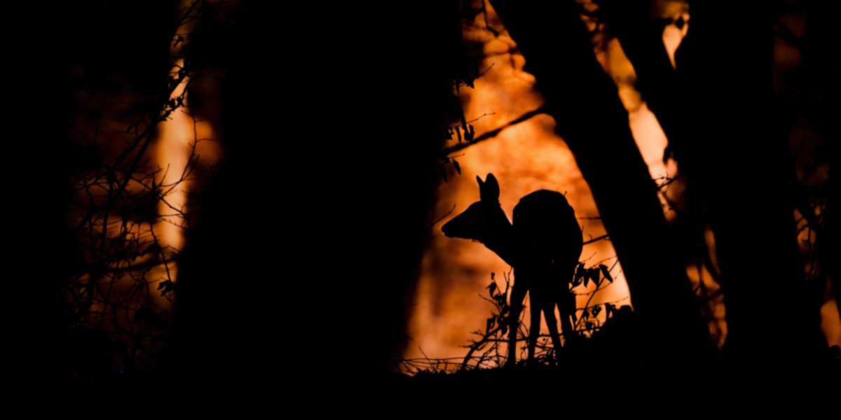 Un chevreuil près des flammes © Andrei