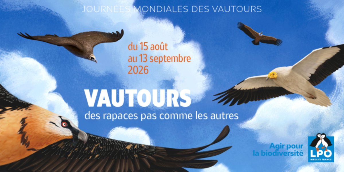 Affiche des Journées mondiales des vautours © Camille Dégardin