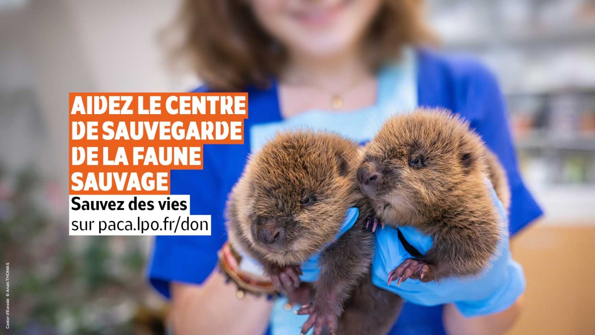 Appel aux dons : sauvez des vies, aidez le Centre de sauvegarde de la faune sauvage de Provence-Alpes-Côte d'Azur © Anaïs THOMAS