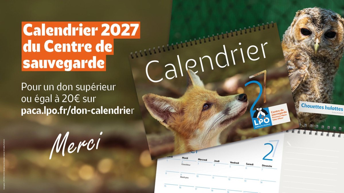 Calendrier 2027 du Centre régional de sauvegarde de la faune sauvage de Buoux