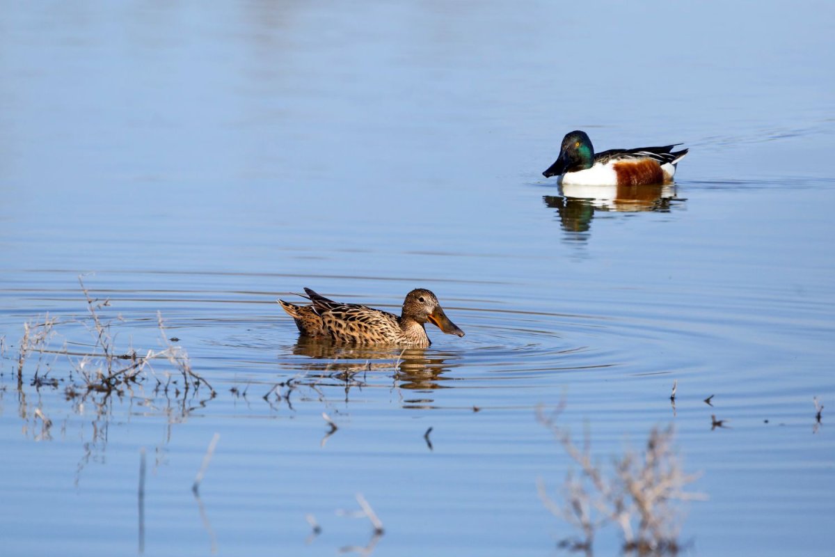 Canards souchets © André SIMON