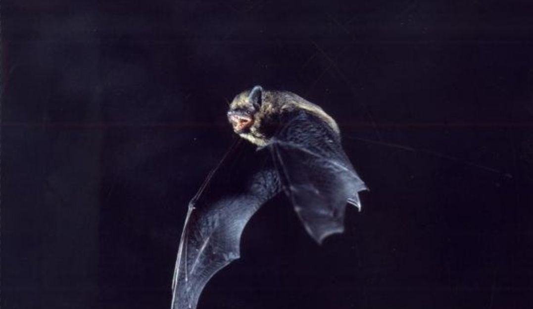 Pipistrelle commune en vol © François SCHWAAB Pipistrelle commune en vol © François SCHWAAB
