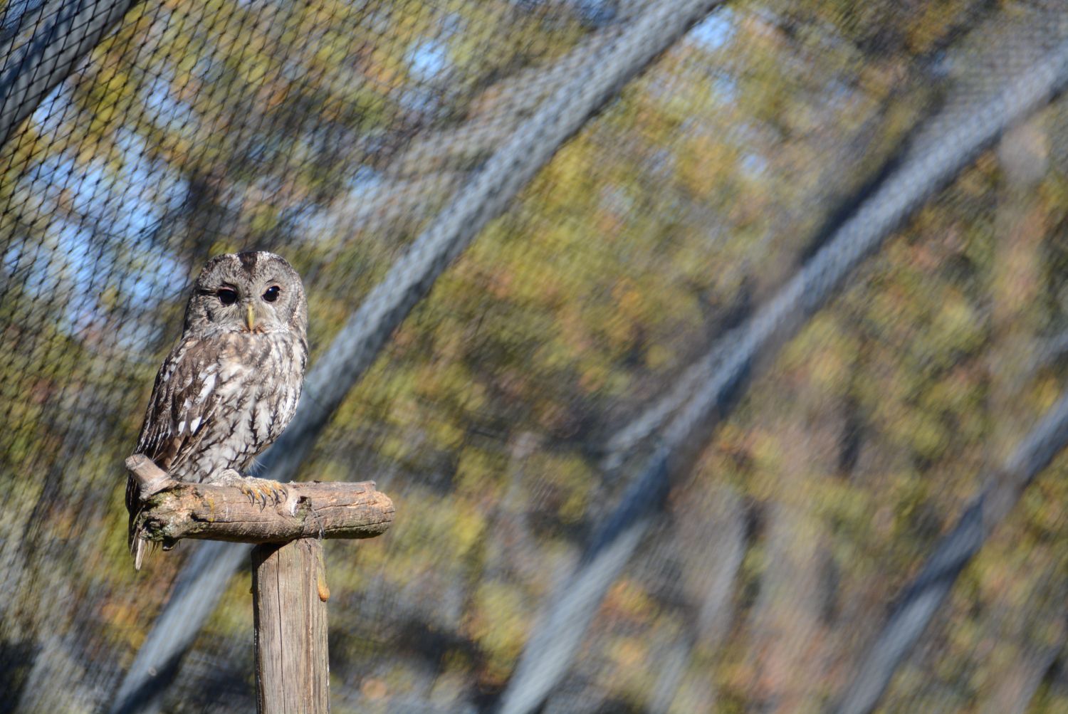 Chouette hulotte au Centre régional de sauvegarde de la faune sauvage © Marie Trossero
