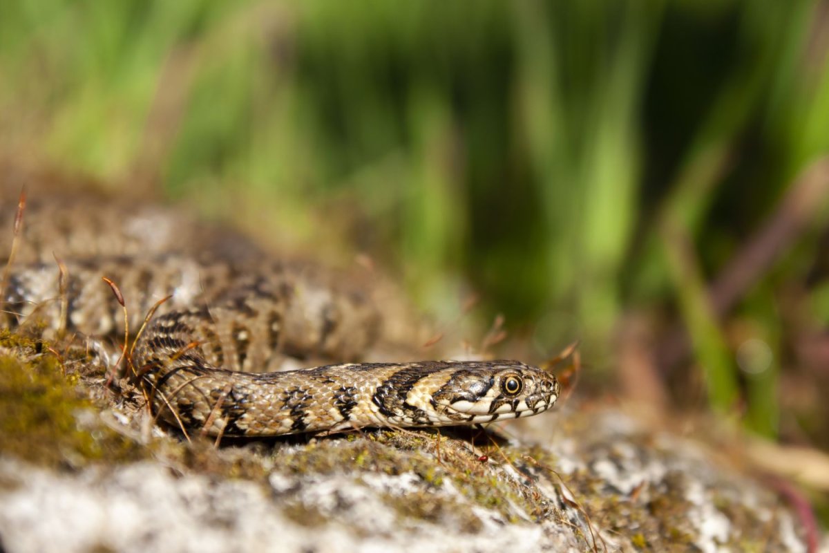 Couleuvre vipérine © Nicolas Bastide