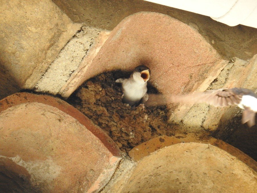 Hirondelle de fenêtre à Vence © Chiara Petrelluzzi