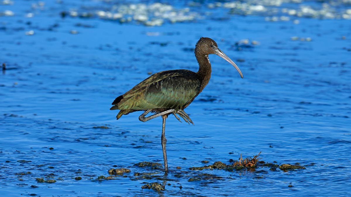 Ibis falcinelle © Aurélien Audevard