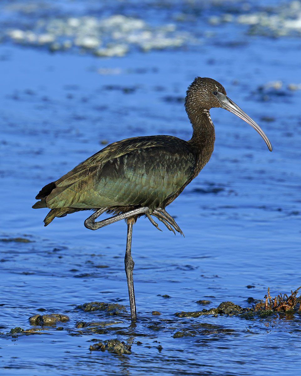 Ibis falcinelle © Aurélien Audevard