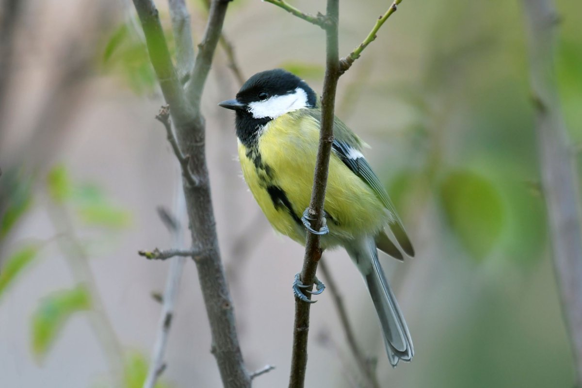 Mésange charbonnière © Grégory DELAUNAY - LPO PACA