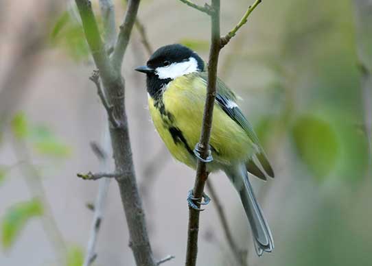 Mésange charbonnière © Grégory DELAUNAY - LPO PACA