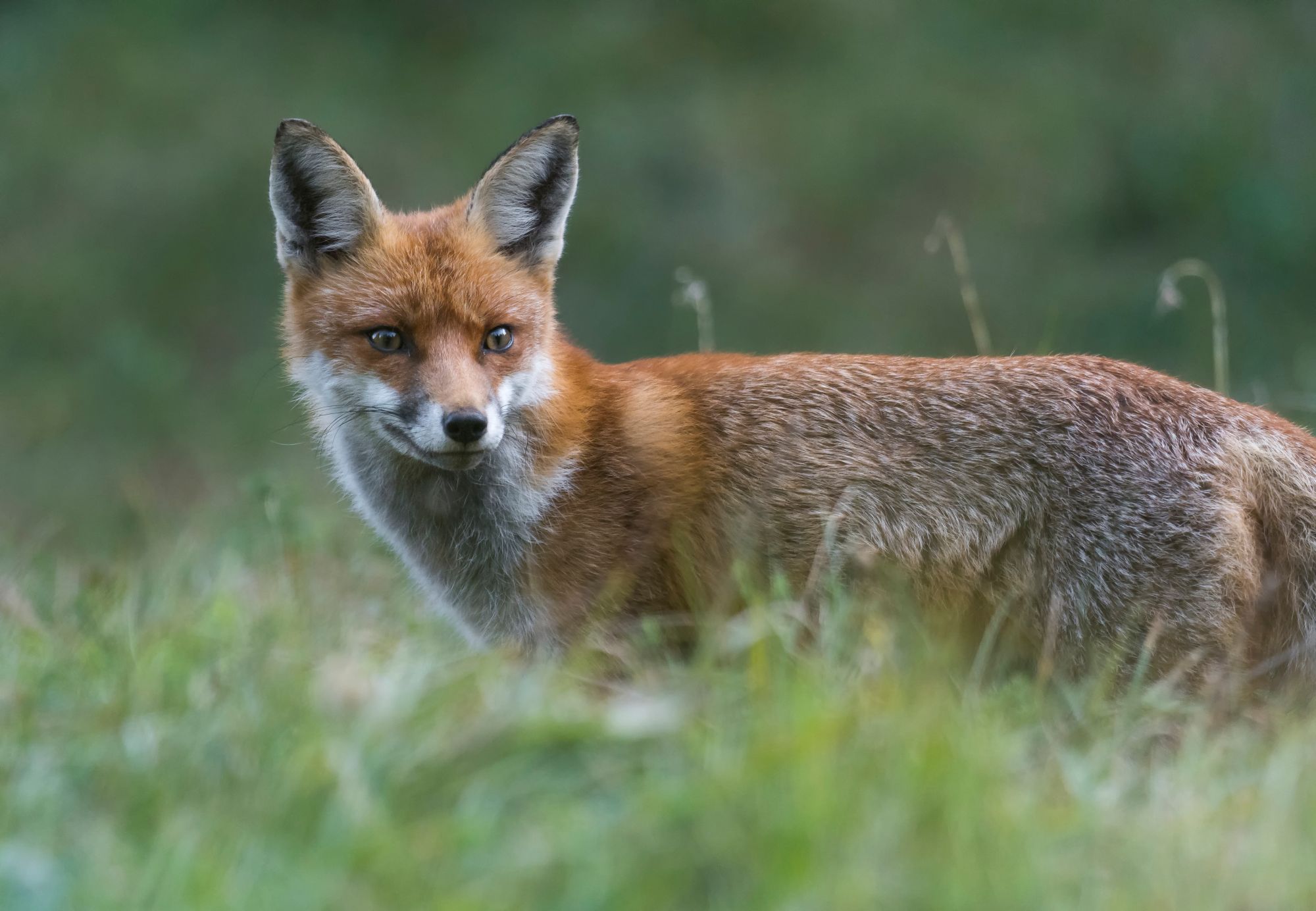 Renard roux © Martin STEENHAUT