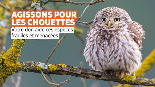 Financement participatif : "Une chouette, un village"