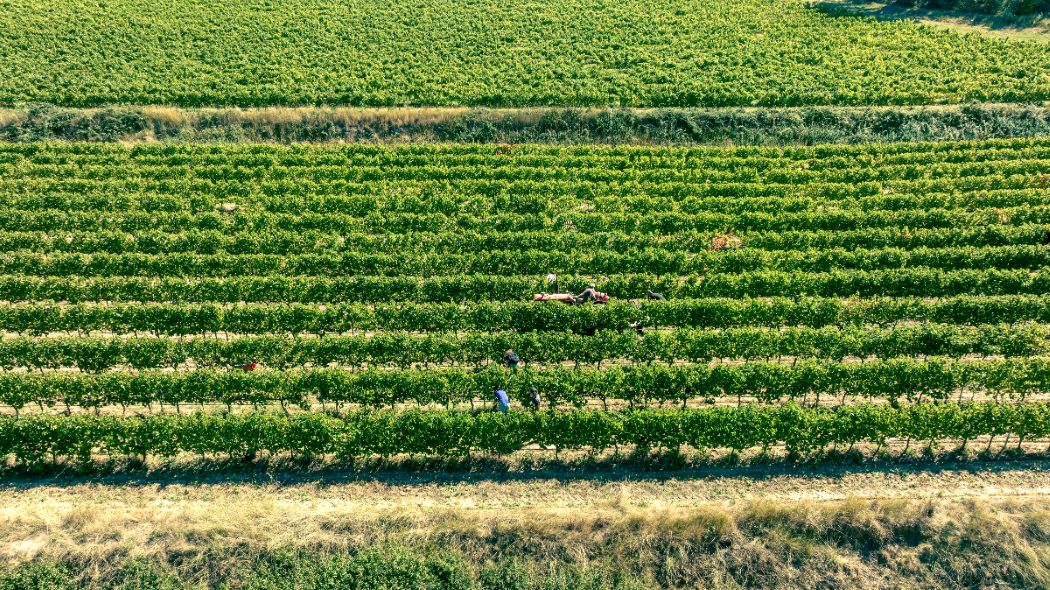 Vendanges 2025 © Domaine Les Perpetus