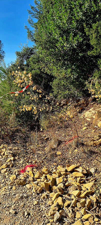 Baguenaudier comportant des oeufs de l'Azuré du Baguenaudier © Marion FOUCHARD Baguenaudier comportant des oeufs de l'Azuré du Baguenaudier © Marion FOUCHARD